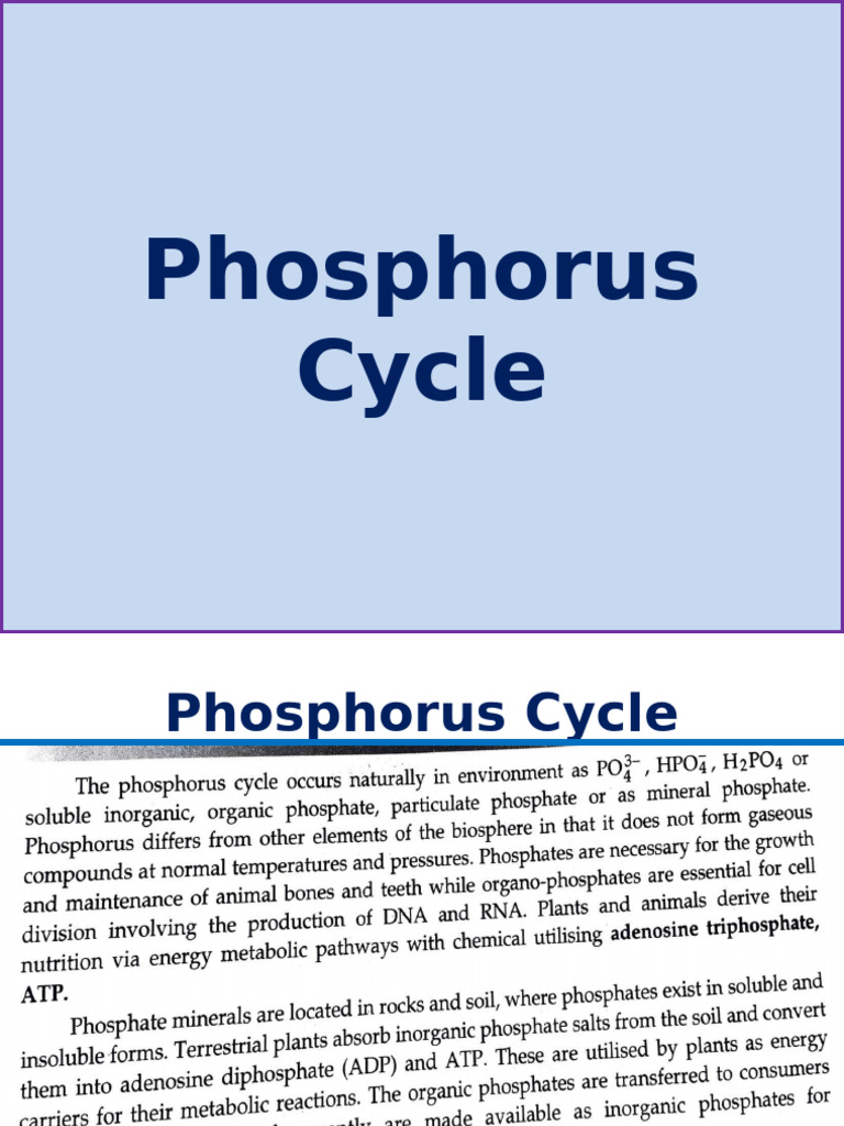UNIT 2 Phosphorus Sulphur Cycle | PDF
