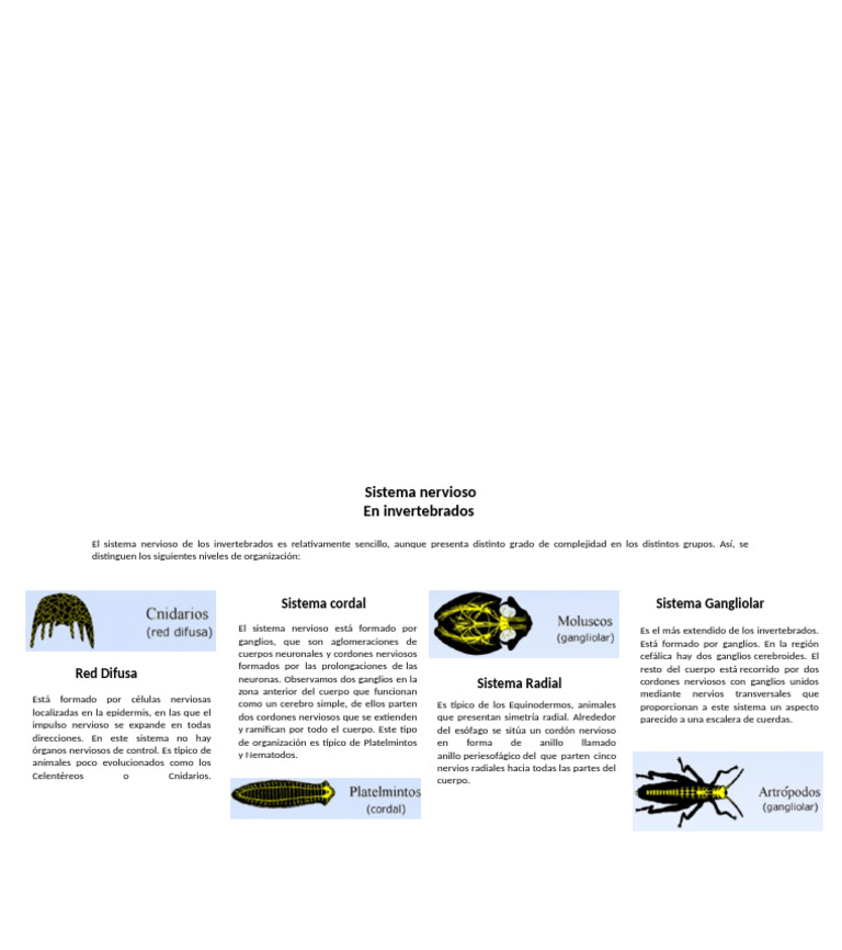 Sistema Nervioso Invertebrado | PDF | Sistema nervioso | Órgano (anatomía)