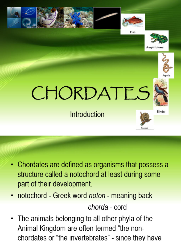 I. Introduction to Chordates | PDF | Respiratory System | Lung