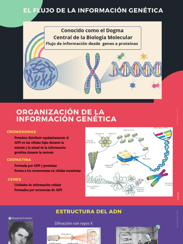 Expresion Genica Del ADN | PDF | Rna | Codigo genetico