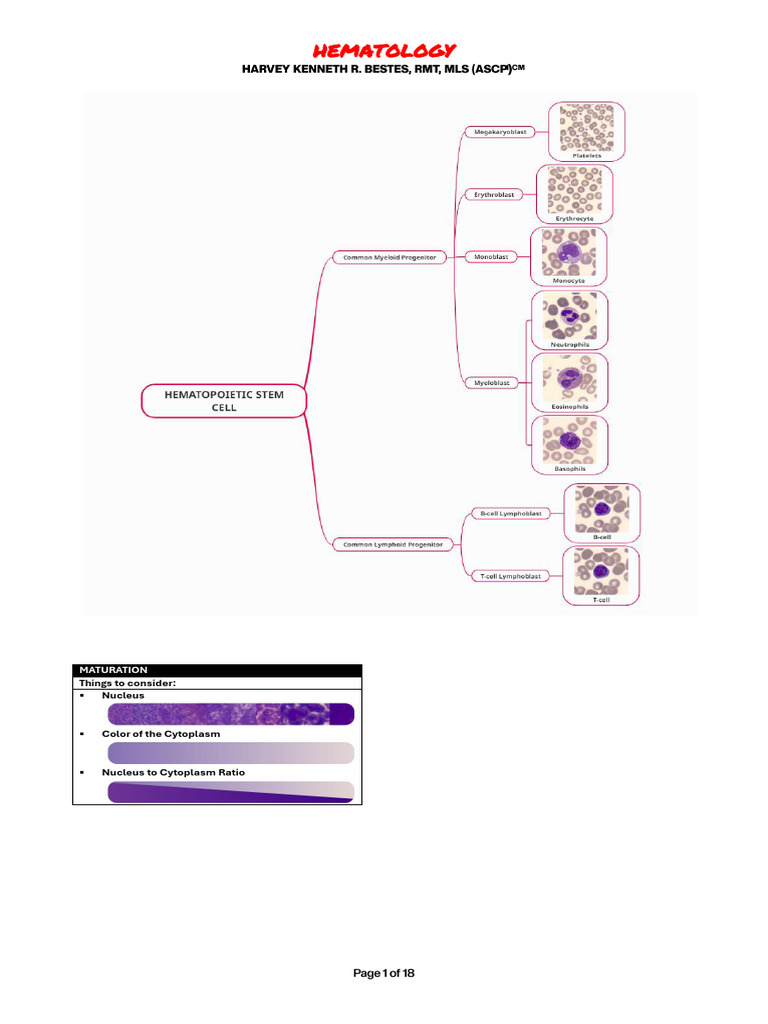 MLS 130 Hematology WBC 2025 | PDF | White Blood Cell | Granulocyte