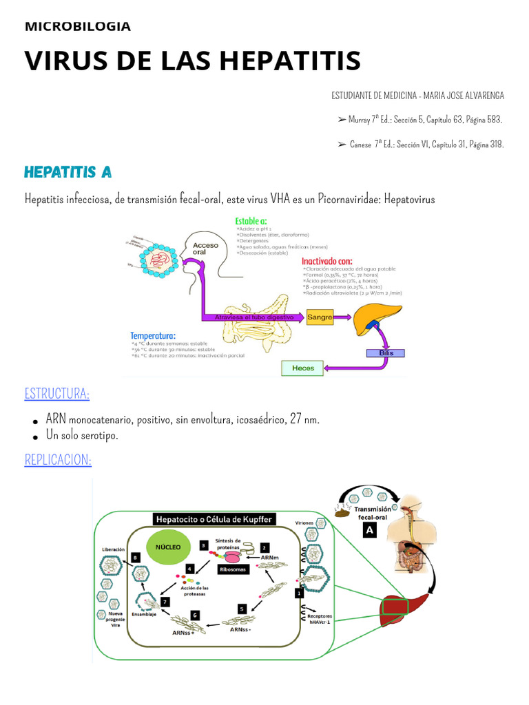 Virus de Las Hepatitis | PDF | Hepatitis | Hepatitis B