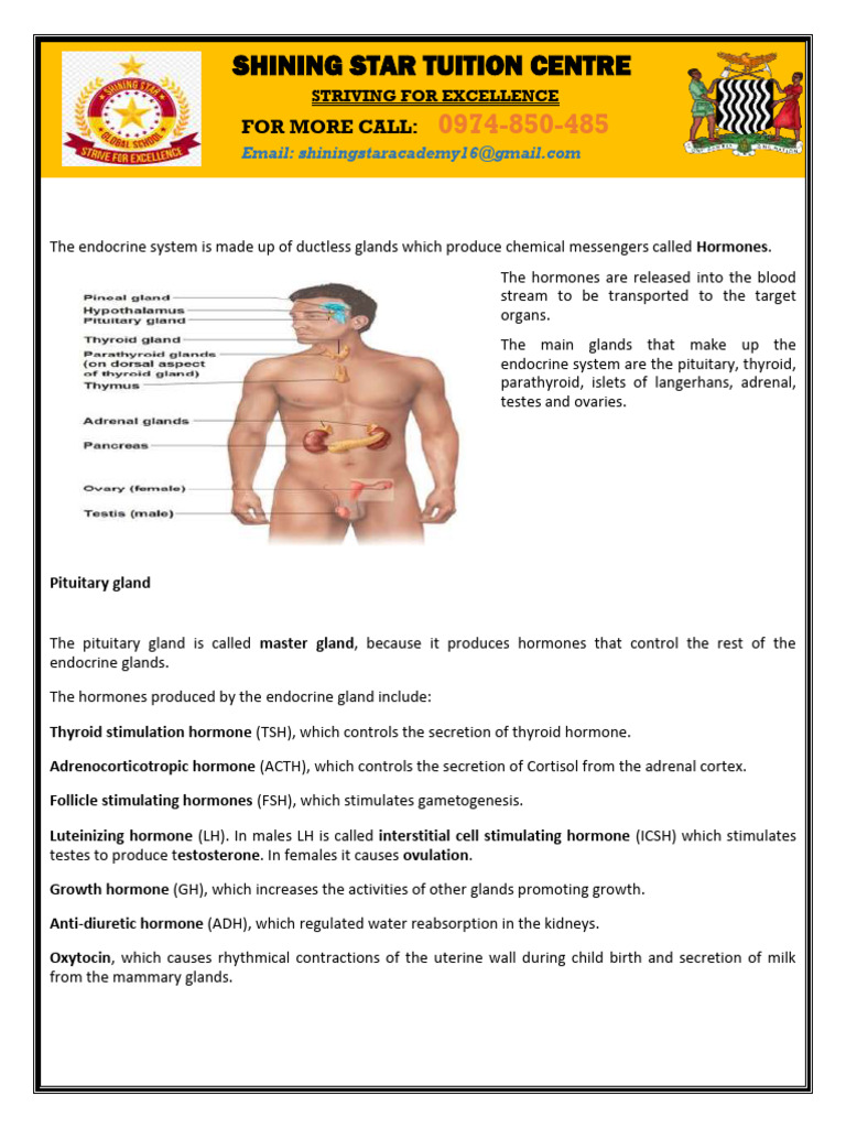 Overview of the Endocrine System | PDF | Pancreas | Endocrine System