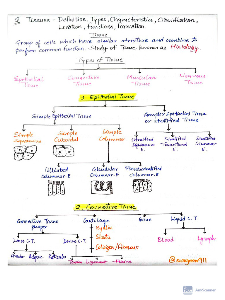 Tissues Type, Characters, Classifications, Location, Repair , Formation ...