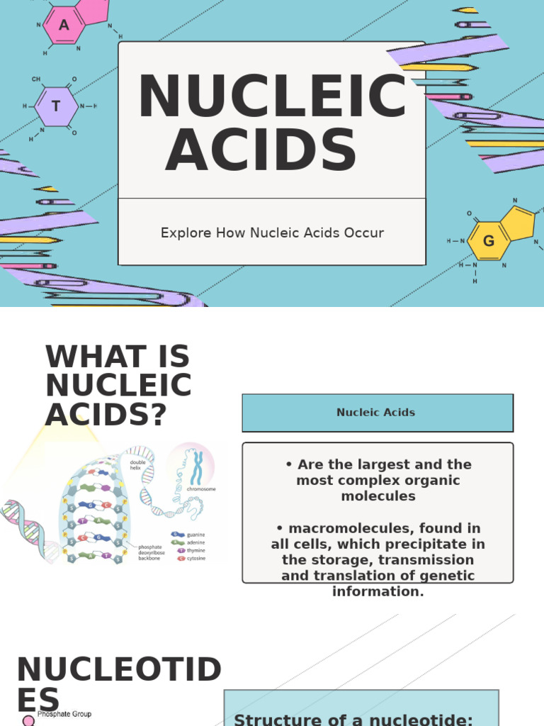 Understanding Nucleic Acids and Their Functions | PDF | Rna | Nucleic Acids