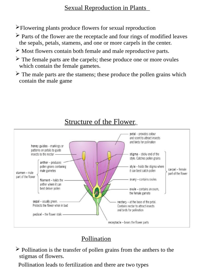 Sexual Reproduction in Flowering Plants | PDF | Flowers | Pollination