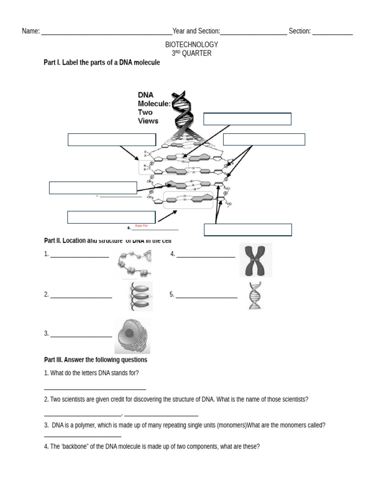 DNA Structure and Function Overview | PDF | Dna | Biology