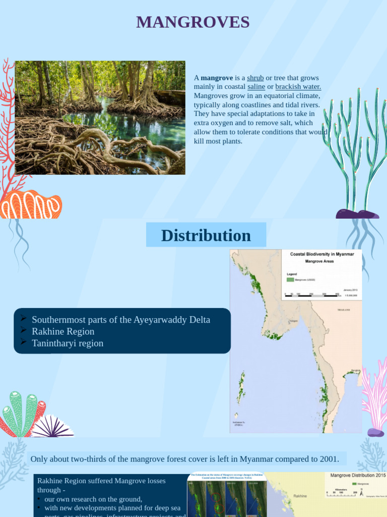 Importance of Mangroves in Myanmar | PDF | Mangrove | Coast