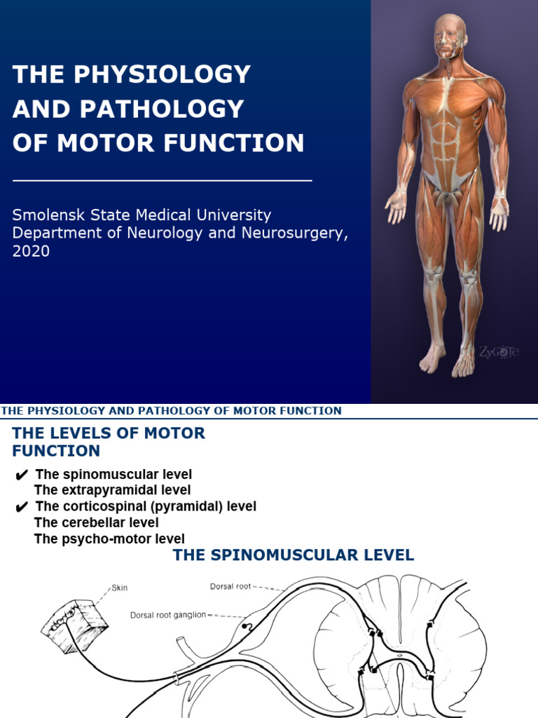 Sem 1 ppt | PDF | Motor Neuron | Senses