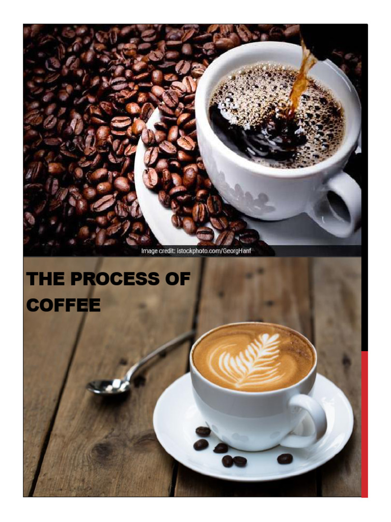 Coffee Making Process Explained | PDF | Coffee | Caffeine