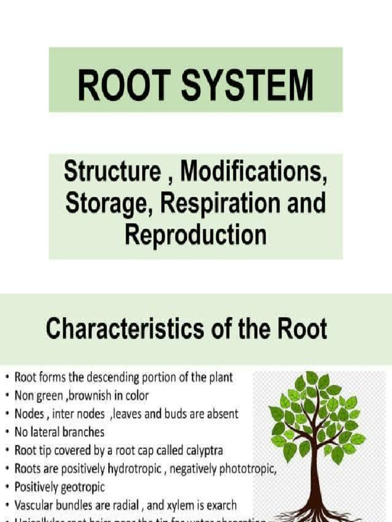 root system | PDF