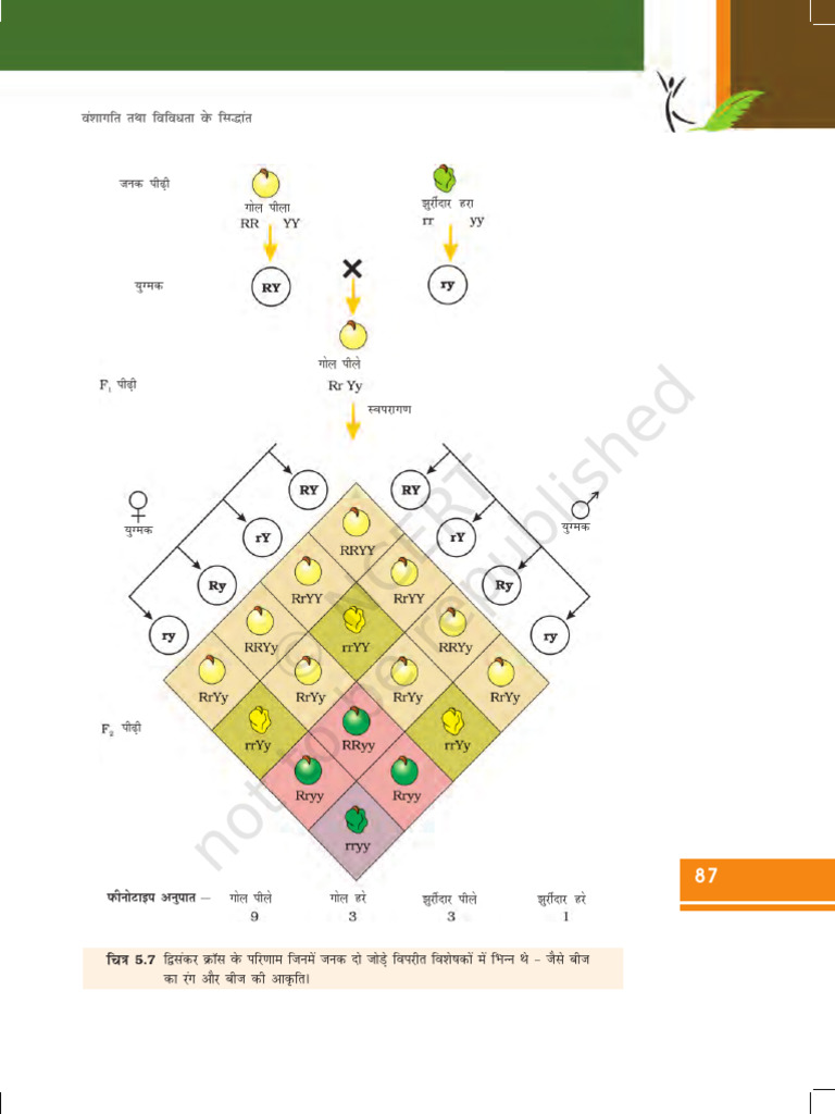 Genetics 5 | PDF
