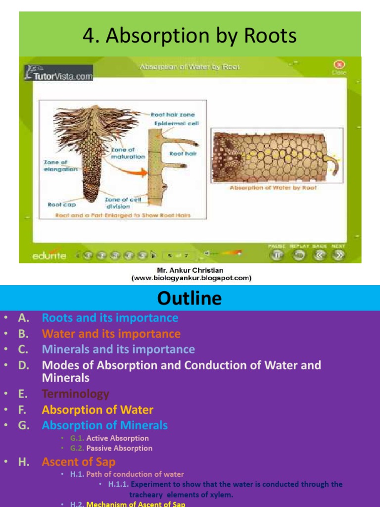 Chap 4. Absorption by Roots Chap 5. Transpiration Chap 6