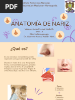 Anatomía Completa de la Nariz | PDF | Nariz humana | Anatomía