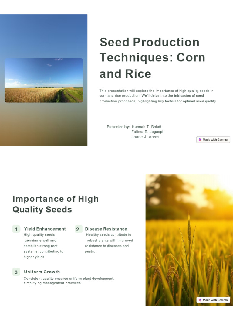 Rice and Corn Seed Production | PDF | Rice | Seed