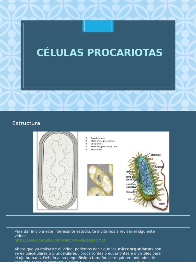 Estructura y Tipos de Microorganismos | PDF | Las bacterias ...