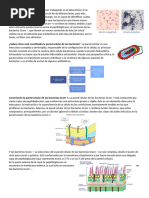 Estructura y diferencias de bacterias Gram | PDF | Bacterias Gram ...