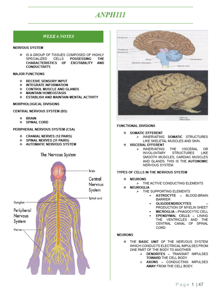 Overview of the Nervous System Functions | PDF | Spinal Cord | Cerebrum