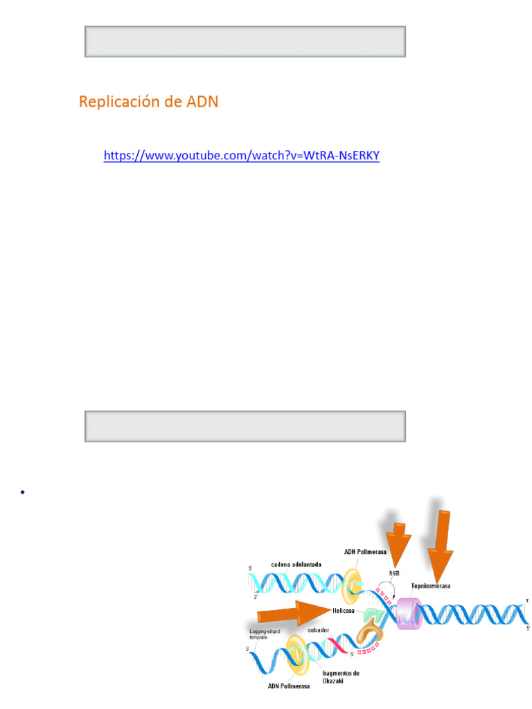 Tema5 5replicacioncamb | PDF | Replicación De Adn | Adn