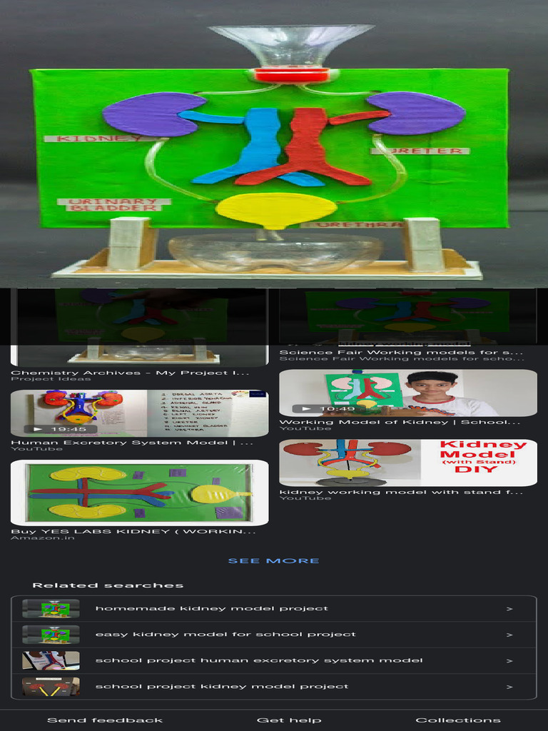 Kidney Working Model - Google Search | PDF