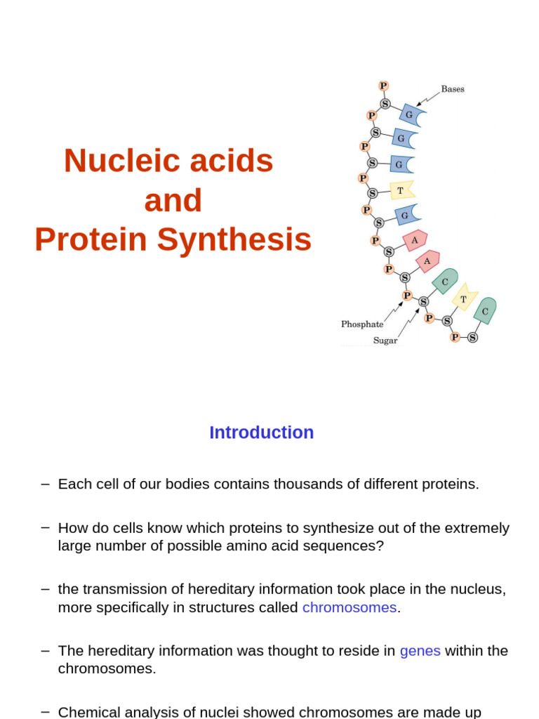 Nucleic Acids and Protein Synthesis Overview | PDF | Dna Replication | Dna