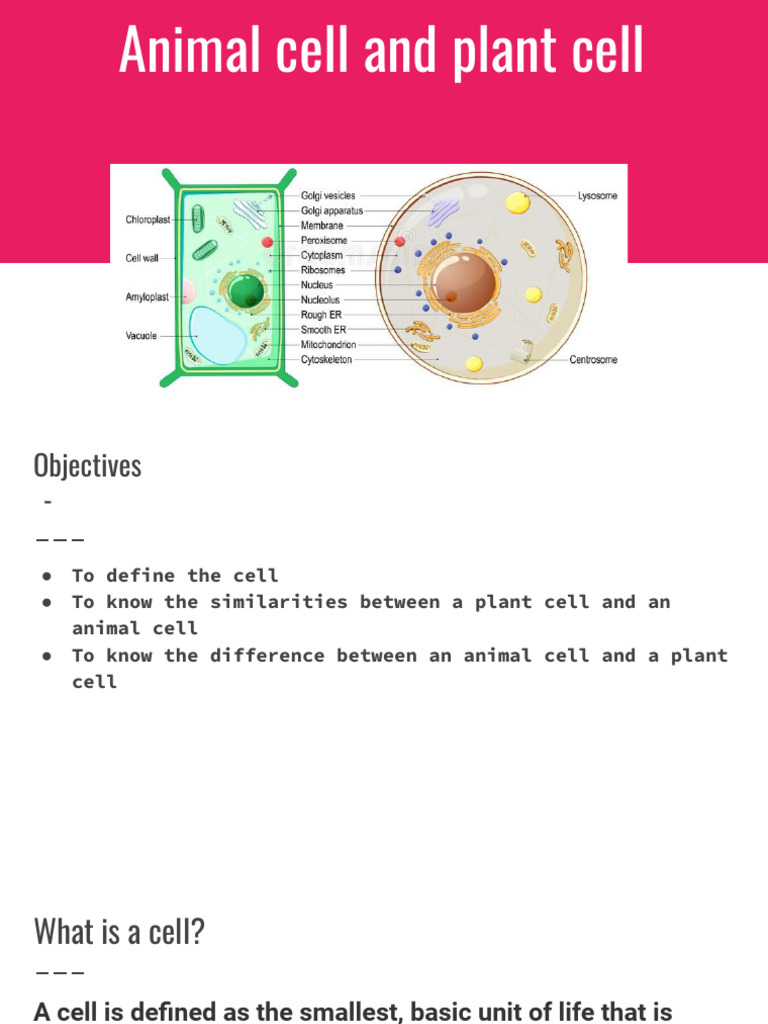 Animal Cell and Plant Cell | PDF