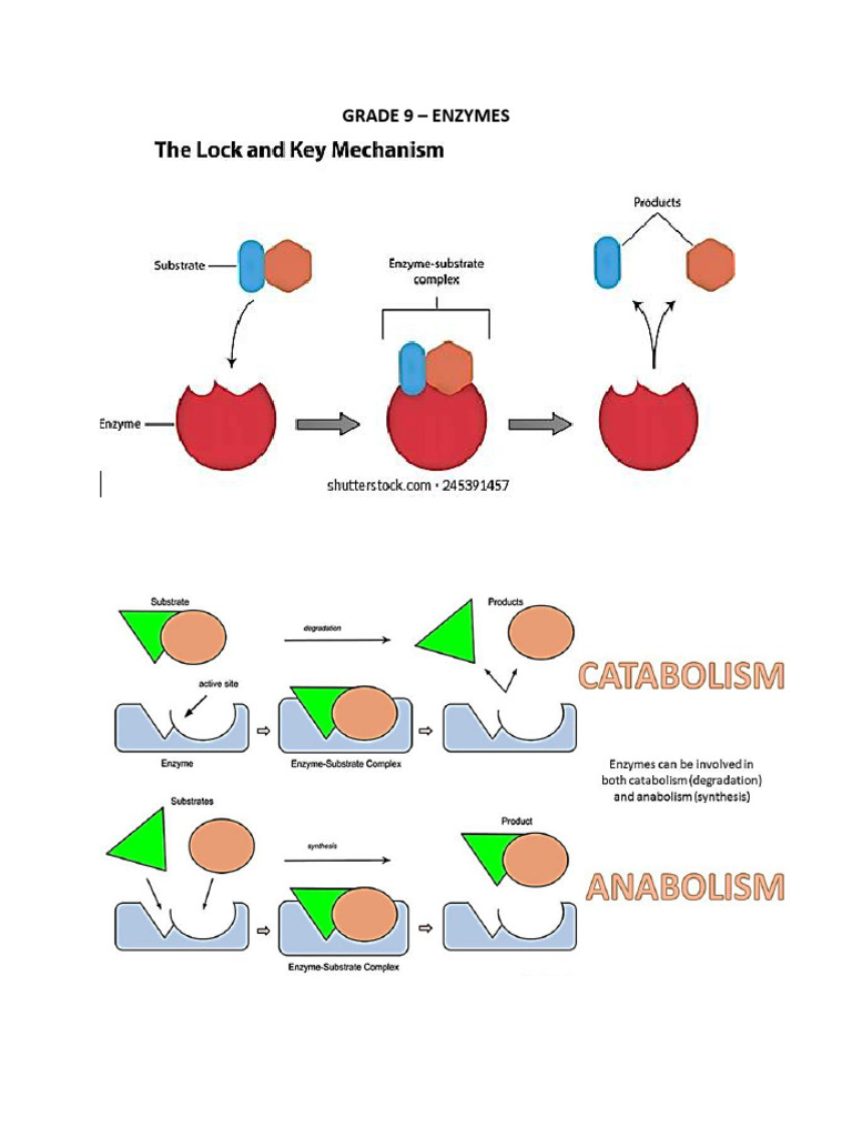 Grade 9 - Enzymes (Images) | PDF