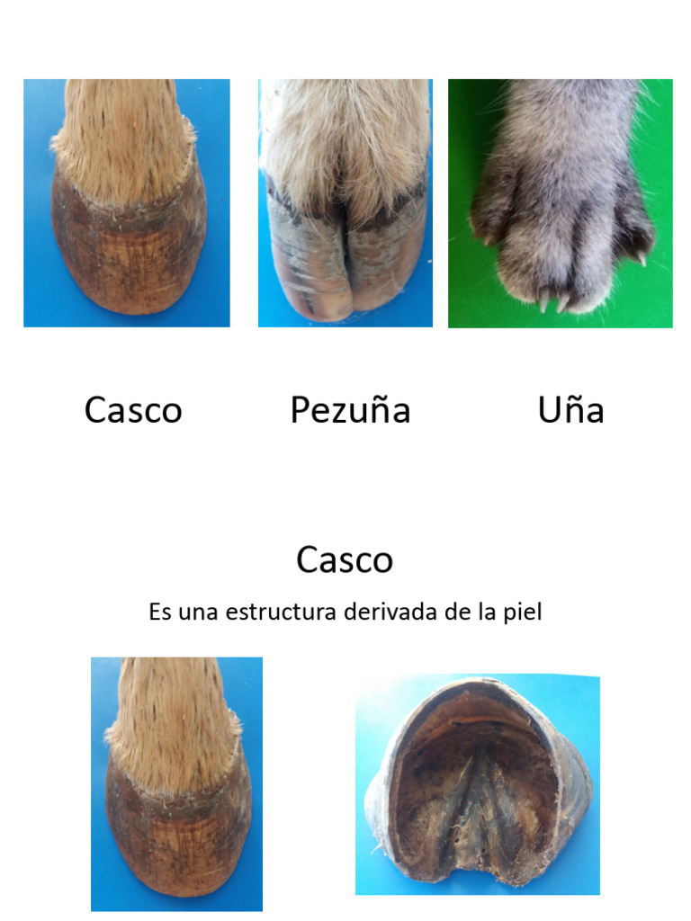 Casco, Pezuña Y Uña | PDF | Sistema musculoesquelético