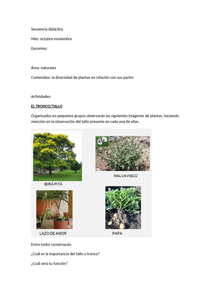 Secuencia Didáctica: Plantas y Partes | PDF | Tallo de la planta | Hoja