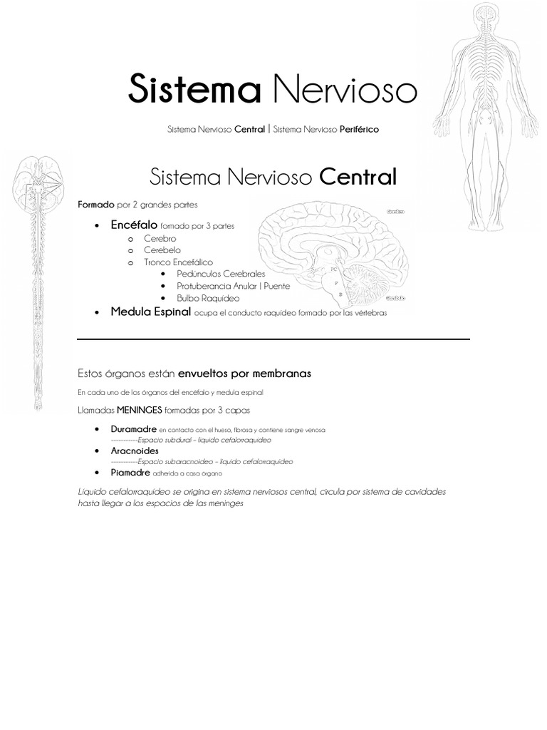 Estructura del Sistema Nervioso Central | PDF | Médula espinal | Cerebro