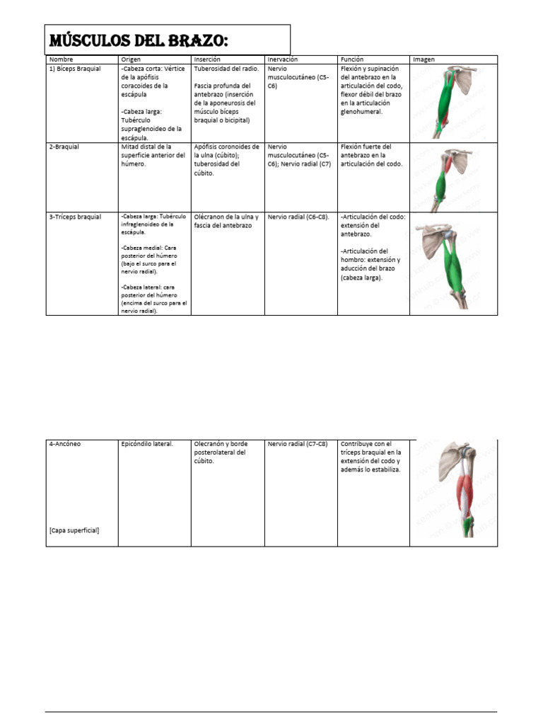 Guia de Musculos de MMSS (Brazo, Antebrazo y Mano) Sin Material ...