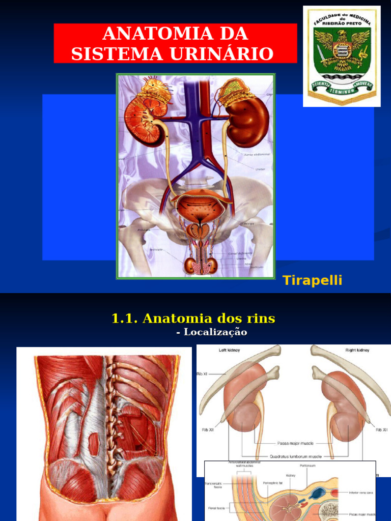 Anatomia Do Sistema Genito Urinário 2017 | PDF