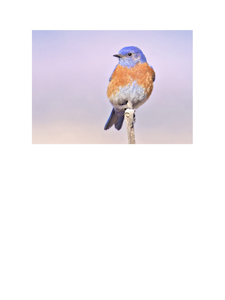 Western Bluebird Identification Guide | PDF