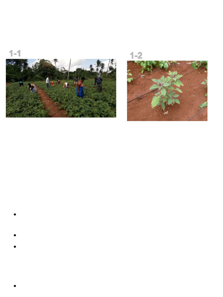 Amaranth Farming Techniques Guide | PDF | Botany | Agriculture