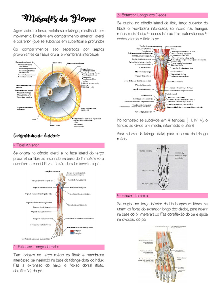 Anatomia dos Músculos da Perna | PDF | Pé | Anatomia humana