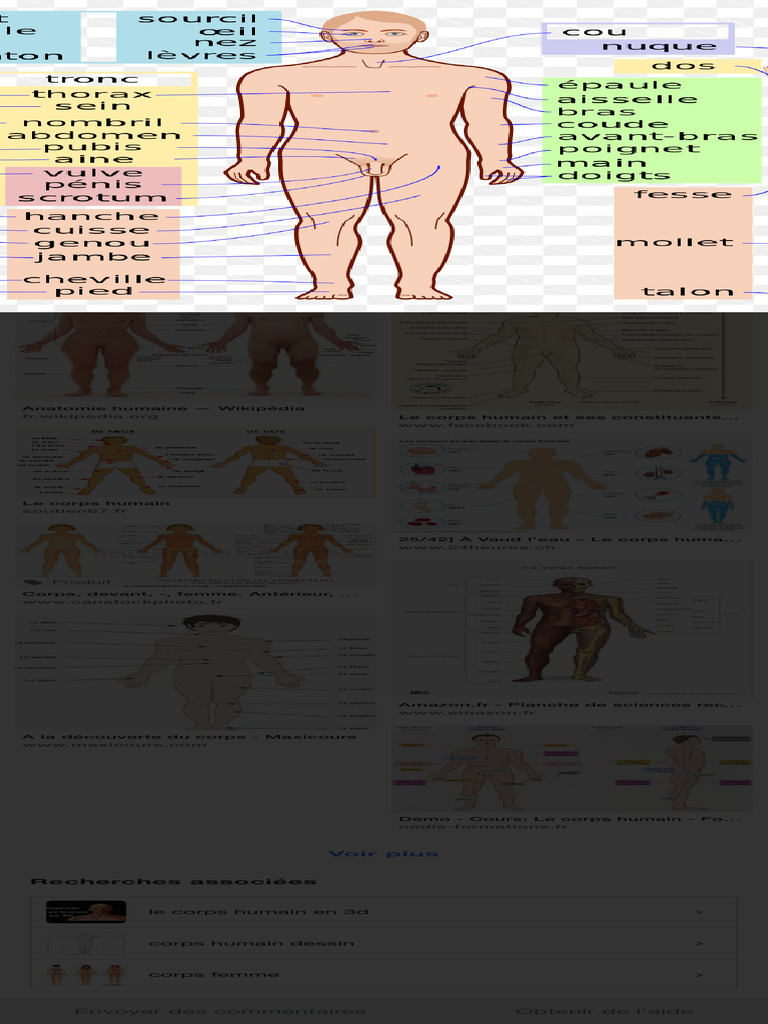Anatomie du corps humain féminin | PDF | Corps humain | Wikipédia