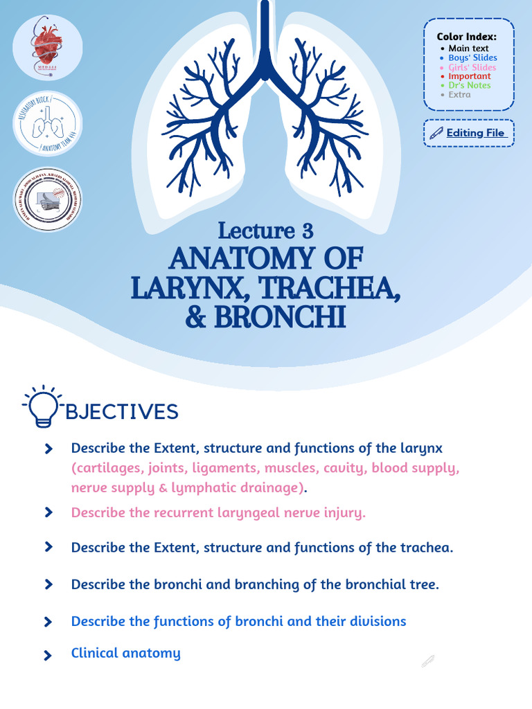 Larynx and Trachea Anatomy Overview | PDF | Larynx | Respiratory Tract
