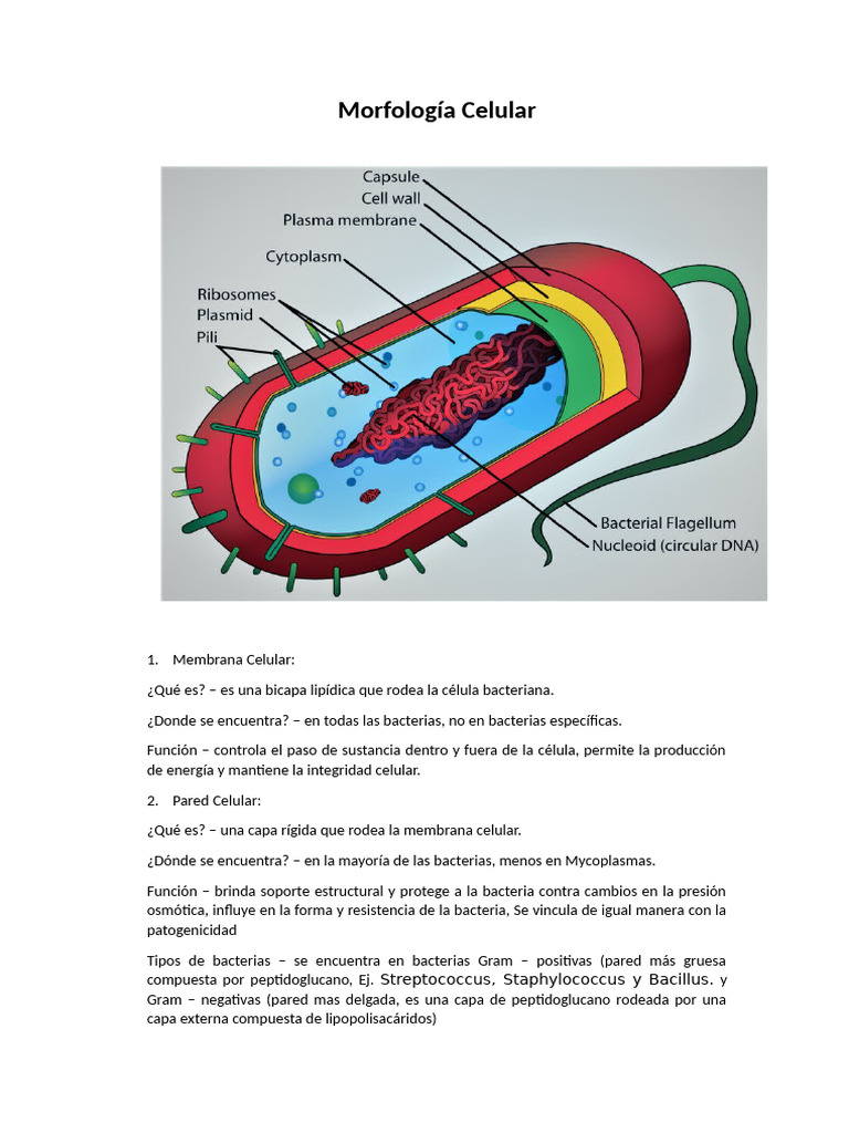 Morfología Bacteriana | PDF | Las bacterias | Biología Celular)