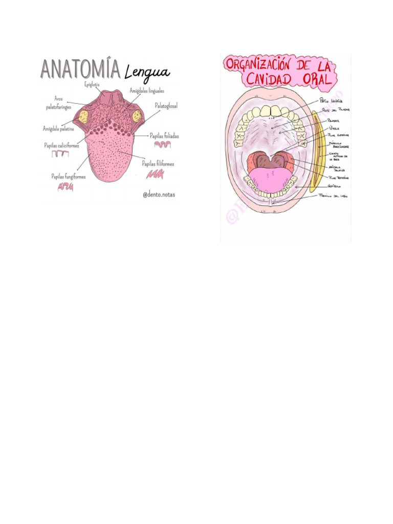 Anatomia de Boca | PDF