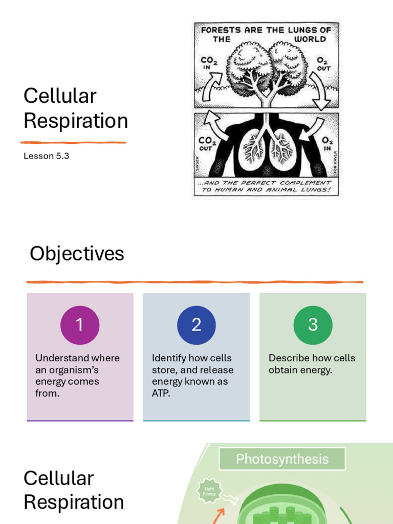 5.3+ +Cellular+Respiration | PDF | Cellular Respiration | Pyruvic Acid