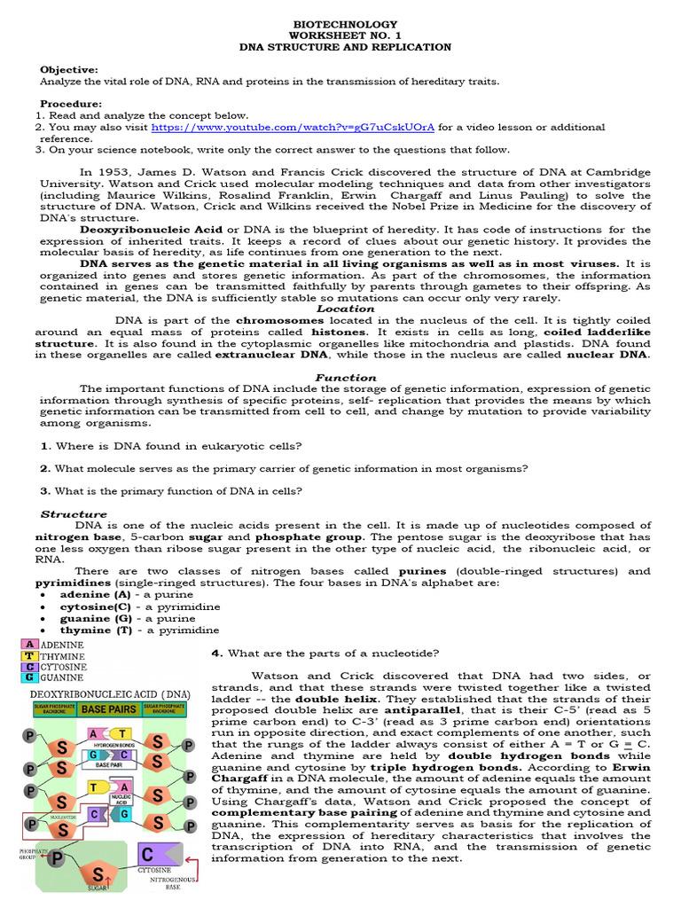 DNA Structure and Replication Worksheet | PDF | Dna | Dna Replication