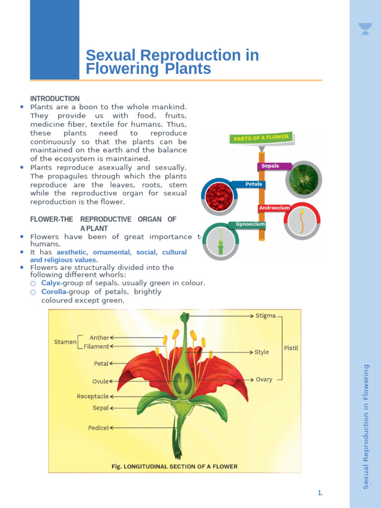 Sexual Reproduction in Flowering Plants | PDF | Flowers | Fertilisation