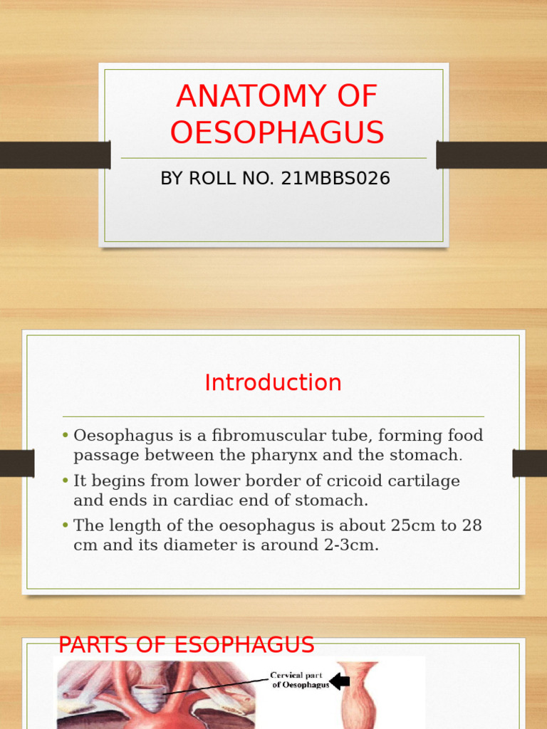 Anatomy and Dimensions of the Oesophagus | PDF