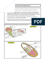 Moluscos2 2