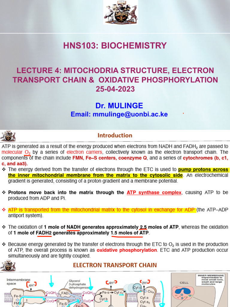 Mitochondria: Electron Transport & ATP Production | PDF | Electron ...