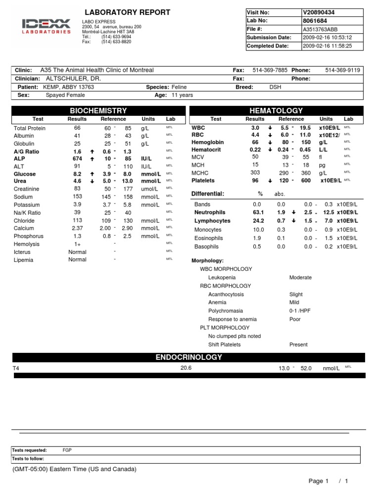 Feline Hematology and Biochemistry Report | PDF