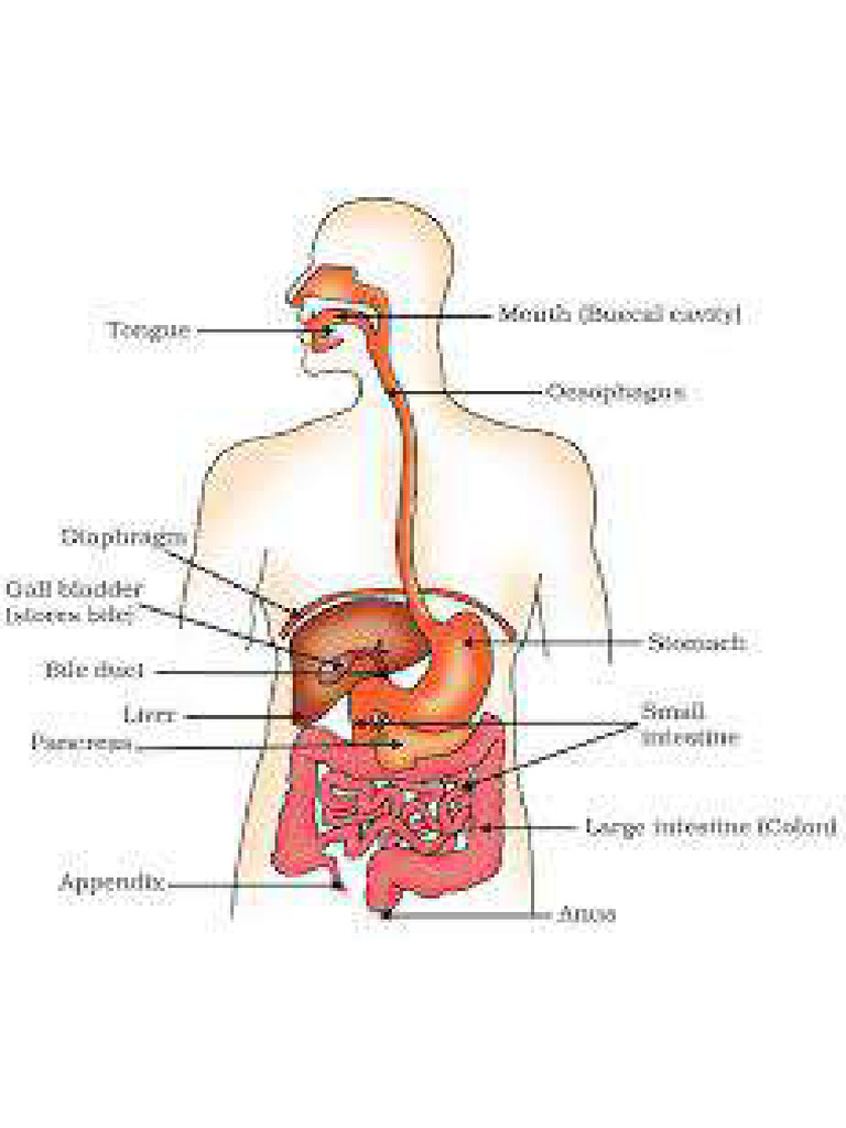 Digestive System | PDF