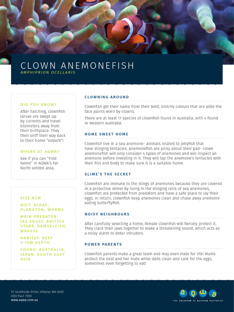 Clownfish: Habitat, Behavior, and Care | PDF | Zoology | Biological ...
