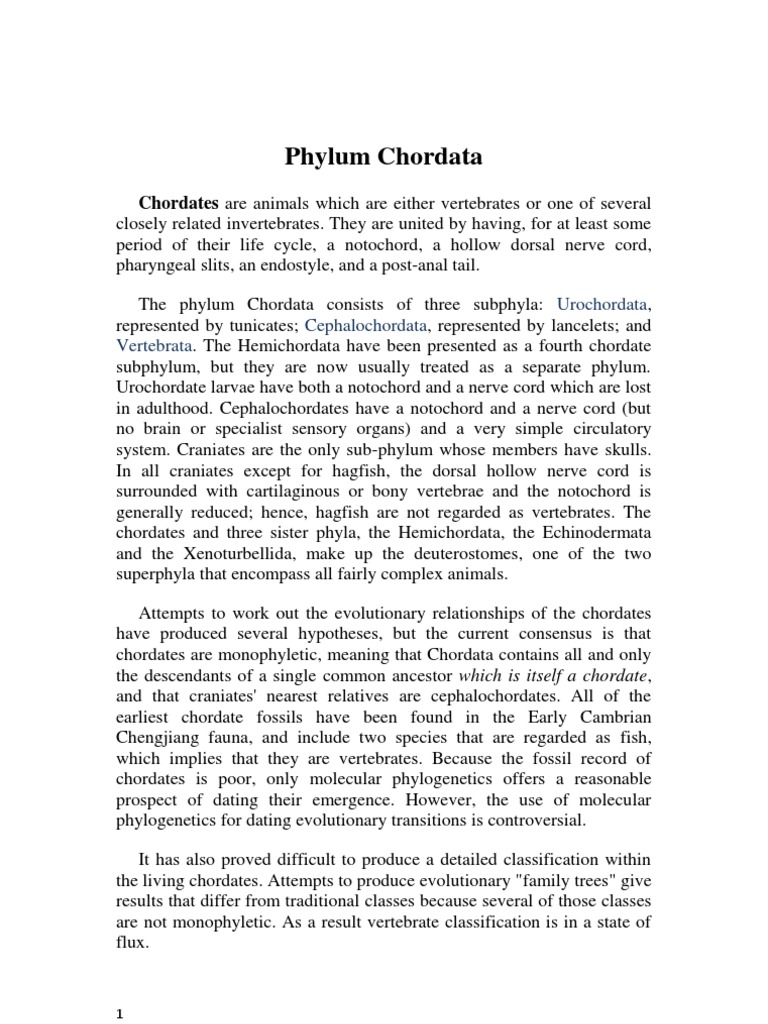 Phylum Chordata | PDF | Chordates | Vertebrates