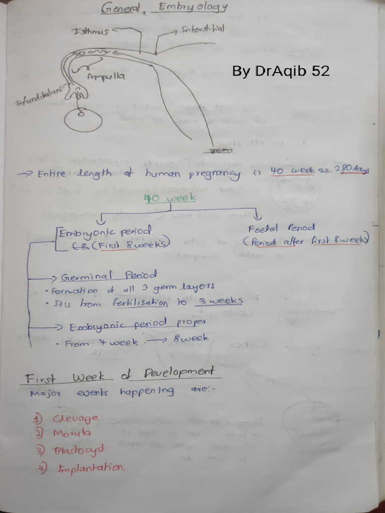 Embryo Notes by DR Aqib Hussain. | PDF
